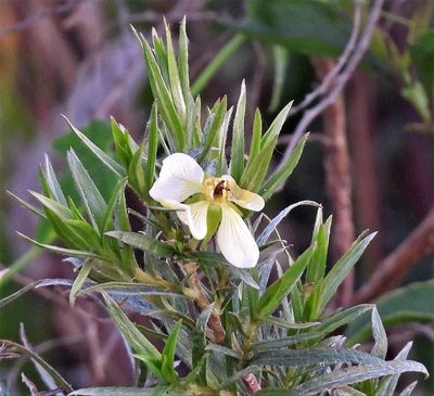 Ludwigia sericea, photographed by Hugo Hulsberg