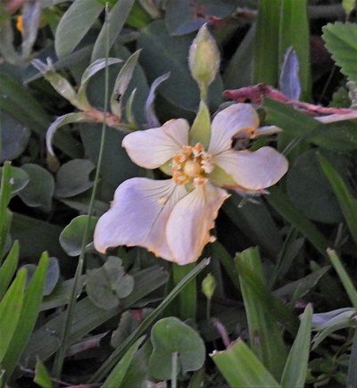 Ludwigia sericea, photographed by Hugo Hulsberg