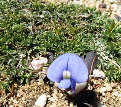 Lotononis argentea, photographed by linkie