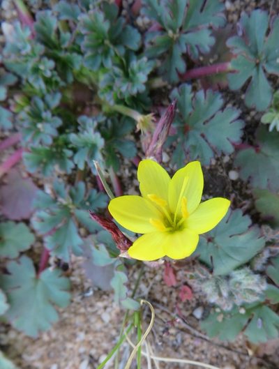 Geissorhiza ornithogaloides, photographed by linkie