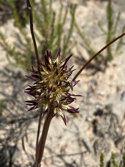 Wurmbea spicata, photographed by Dave U
