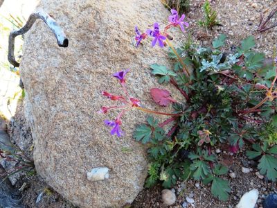 Pelargonium columbinum, photographed by linkie