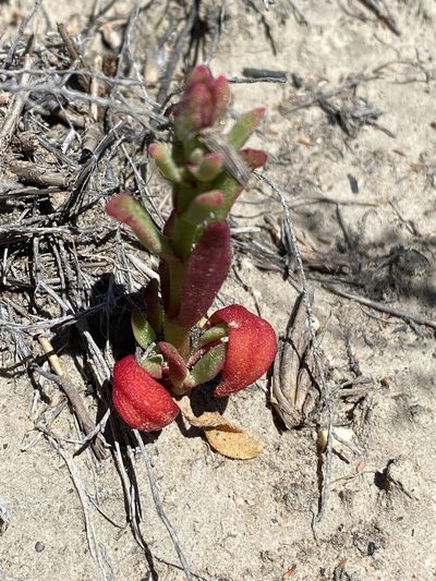 Cleretum papulosum, photographed by Dave U