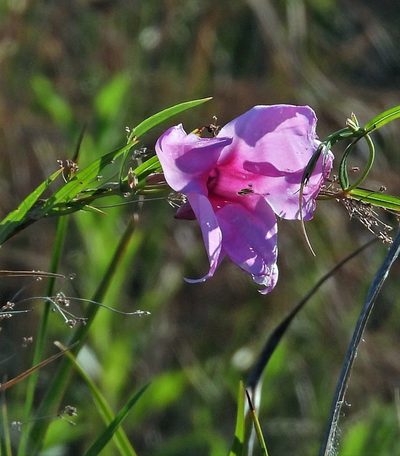 Rhabdadenia ragonesei, photographed by Hugo Hulsberg