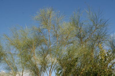 Retama monosperma, photographed by Oleg Kosterin