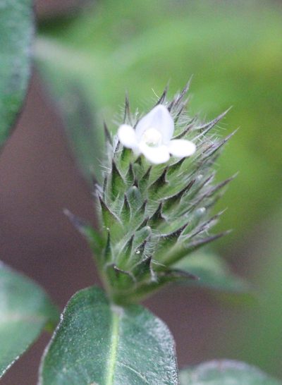 Lepidagathis incurva, photographed by Agnes Trekker