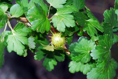 Ribes pinetorum, photographed by Tom Kennedy