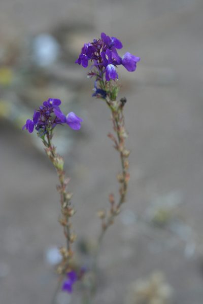 Linaria bipartita, photographed by Oleg Kosterin