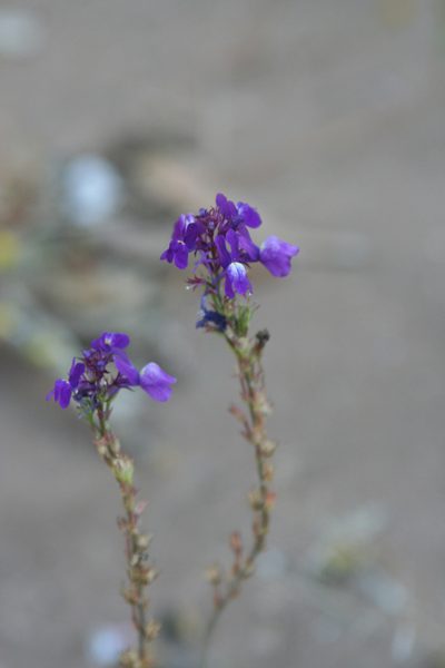 Linaria bipartita, photographed by Oleg Kosterin