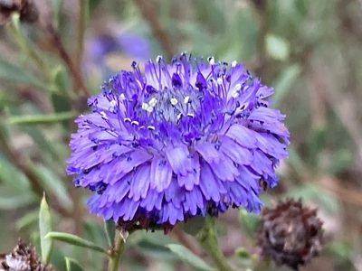 Globularia alypum, photographed by Hill Craddock