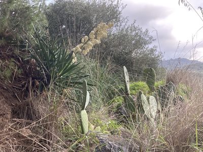 Yucca gloriosa, photographed by Hill Craddock