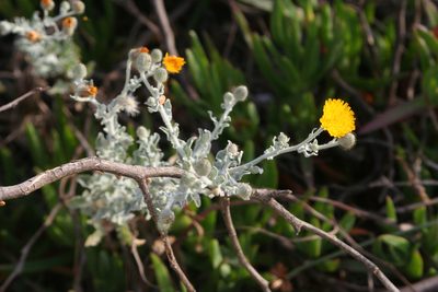 Andryala pinnatifida, photographed by Oleg Kosterin