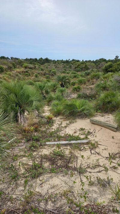 Butia catarinensis, photographed by JG