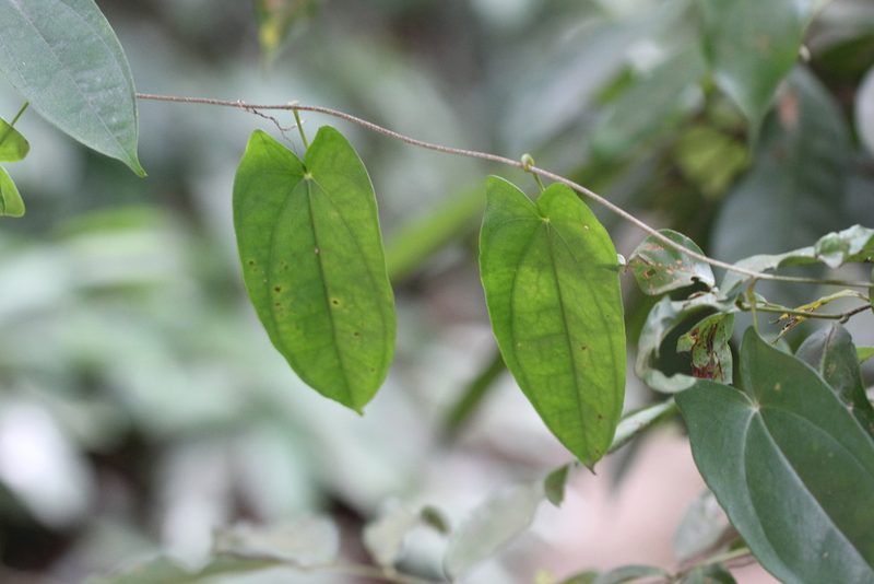Dioscorea fordii, photographed by Agnes Trekker