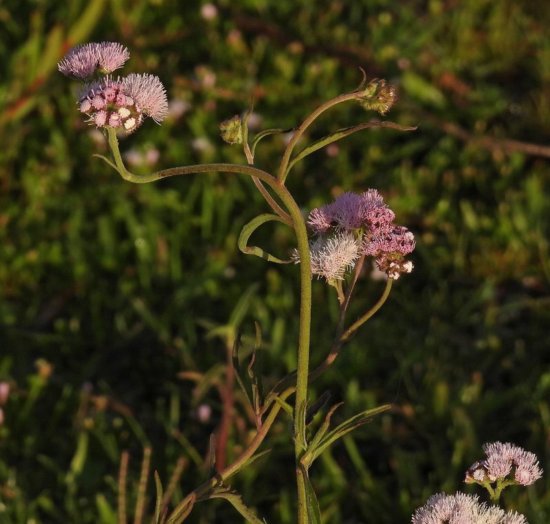 Barrosoa candolleana, photographed by Hugo Hulsberg