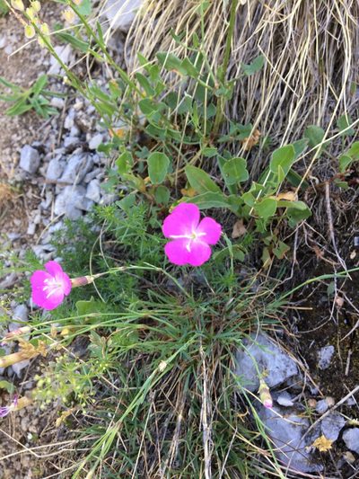 Dianthus sylvestris, photographed by Mirko Ubović