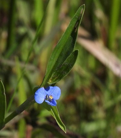 Commelina longicaulis, photographed by Hugo Hulsberg