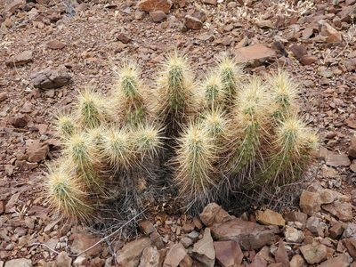 Echinocereus nicholii, photographed by Trevor Harding
