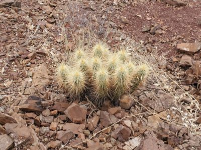 Echinocereus nicholii, photographed by Trevor Harding