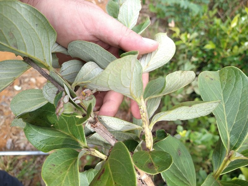 Psidium grandifolium, photographed by Leonardo Bergamini