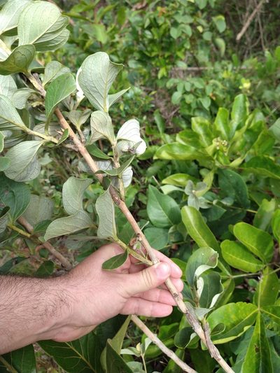 Psidium grandifolium, photographed by Leonardo Bergamini