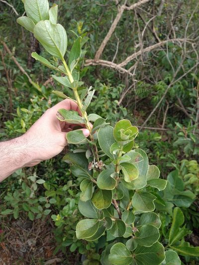 Psidium grandifolium, photographed by Leonardo Bergamini
