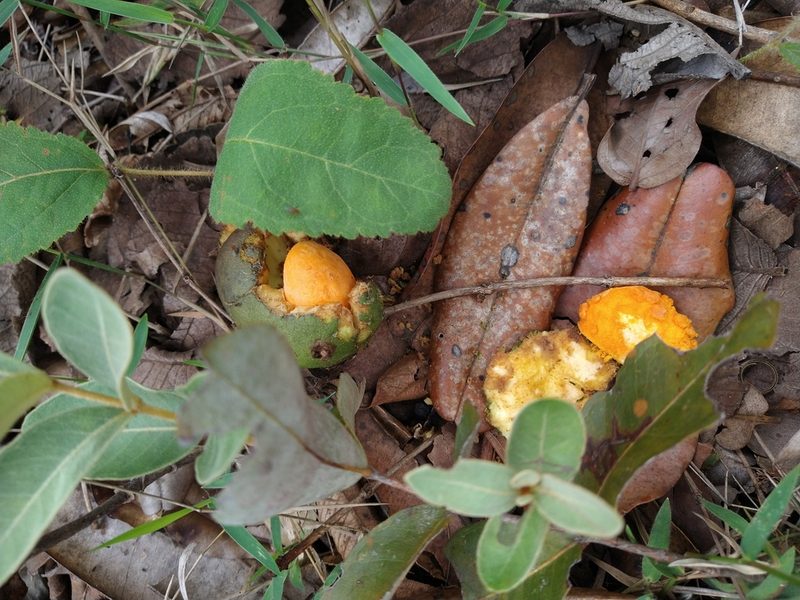 Caryocar brasiliense, photographed by Leonardo Bergamini
