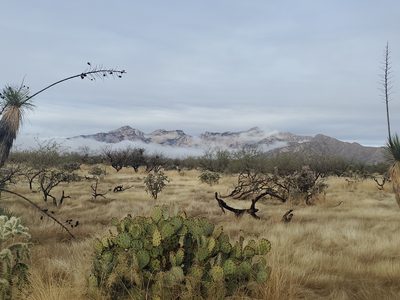Opuntia phaeacantha, photographed by Trevor Harding