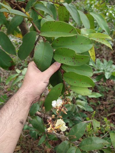 Qualea multiflora, photographed by Leonardo Bergamini