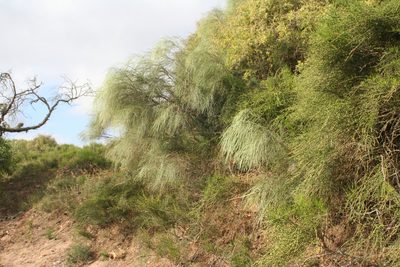 Retama monosperma, photographed by Oleg Kosterin