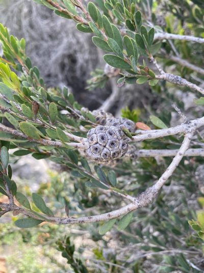 Melaleuca nesophila, photographed by Ingo Renner