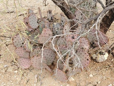 Opuntia macrocentra, photographed by Trevor Harding