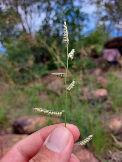 Urochloa nigropedata, photographed by Manuel R Popp