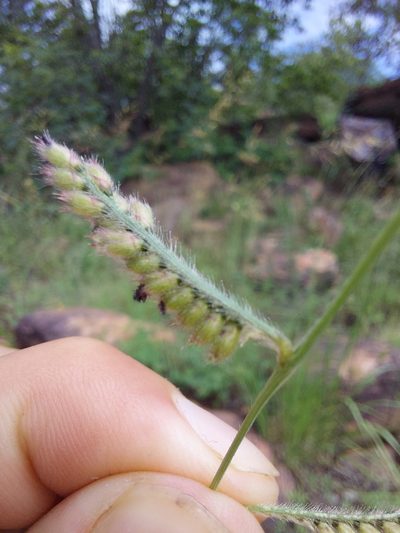 Urochloa nigropedata, photographed by Manuel R Popp