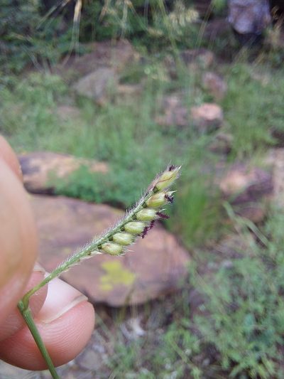 Urochloa nigropedata, photographed by Manuel R Popp