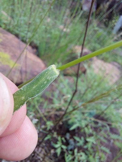 Urochloa nigropedata, photographed by Manuel R Popp