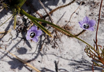Roella triflora, photographed by Tony Rebelo
