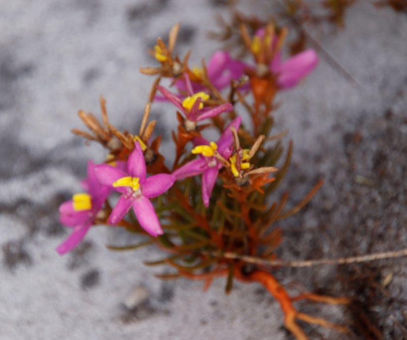 Chironia linoides, photographed by Tony Rebelo