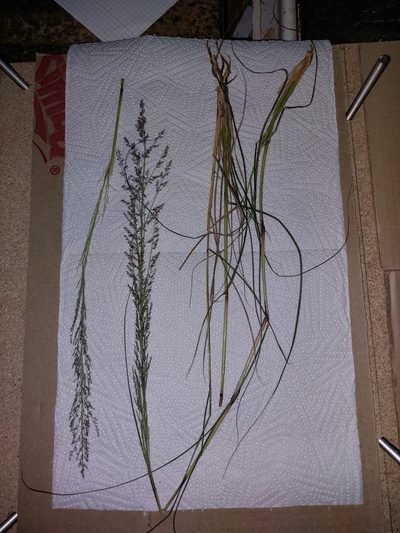 Eragrostis gummiflua, photographed by Manuel R Popp
