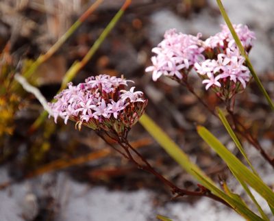 Corymbium glabrum, photographed by Tony Rebelo