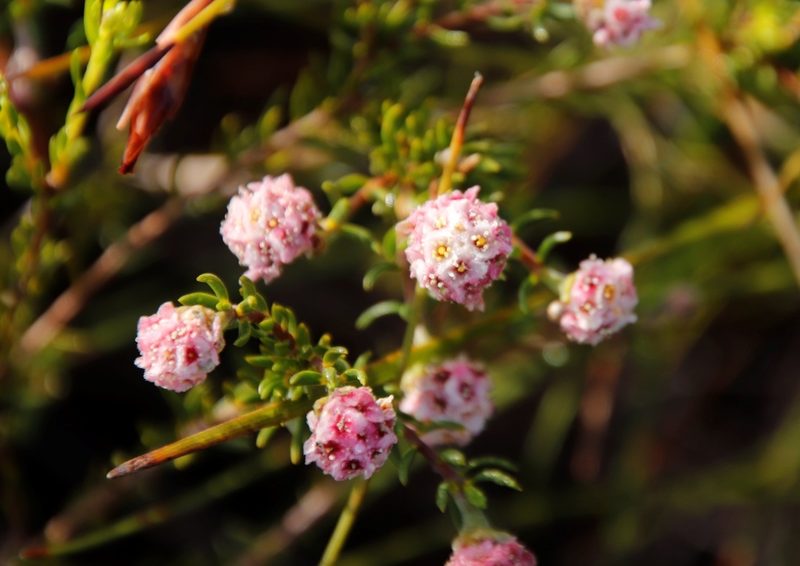 Lachnaea densiflora, photographed by Tony Rebelo