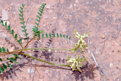 Astragalus praelongus, photographed by Tom Kennedy