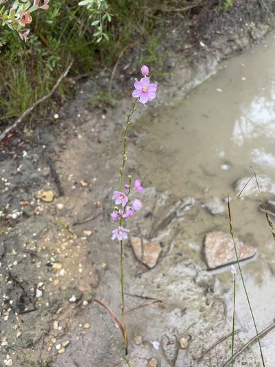 Ixia stricta, photographed by Sean Privett