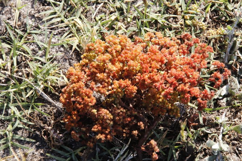 Crassula glomerata, photographed by Tony Rebelo