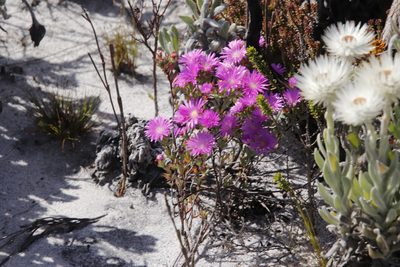 Lampranthus glomeratus, photographed by Tony Rebelo