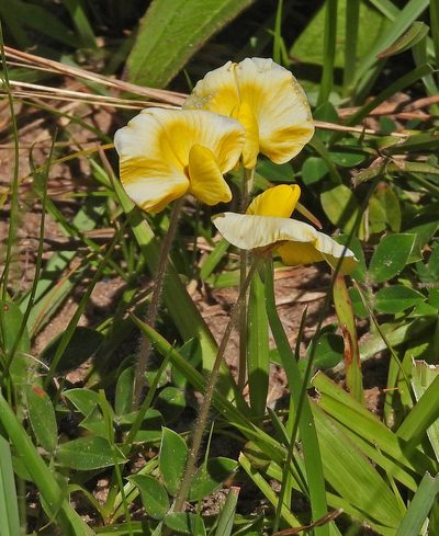 Arachis burkartii, photographed by Hugo Hulsberg