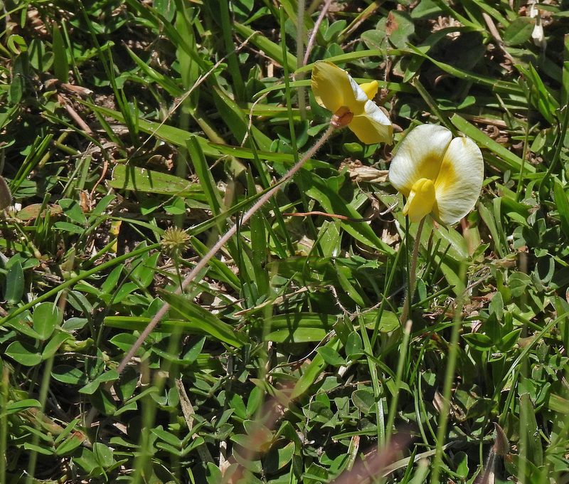 Arachis burkartii, photographed by Hugo Hulsberg