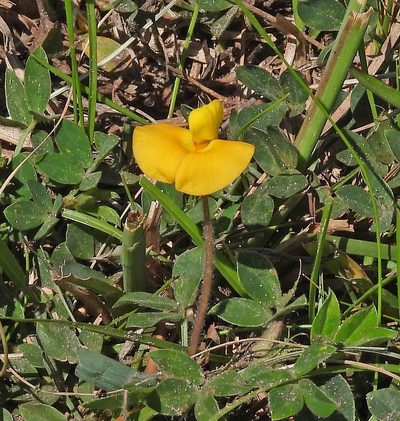 Arachis burkartii, photographed by Hugo Hulsberg