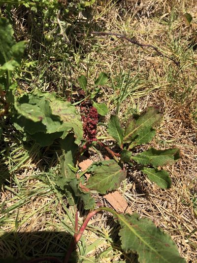 Rumex maricola, photographed by Ben Lyle Bedard