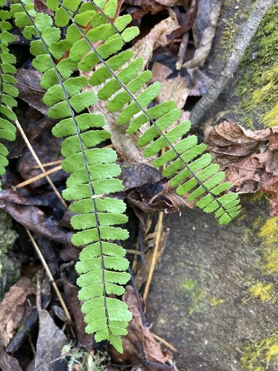 Asplenium heterochroum, photographed by er-birds